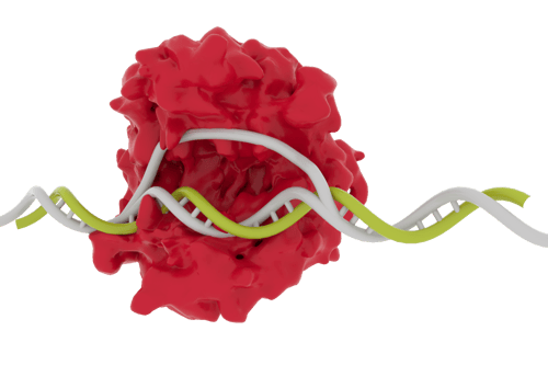 Red CRISPR 2 Red CRISPR 2